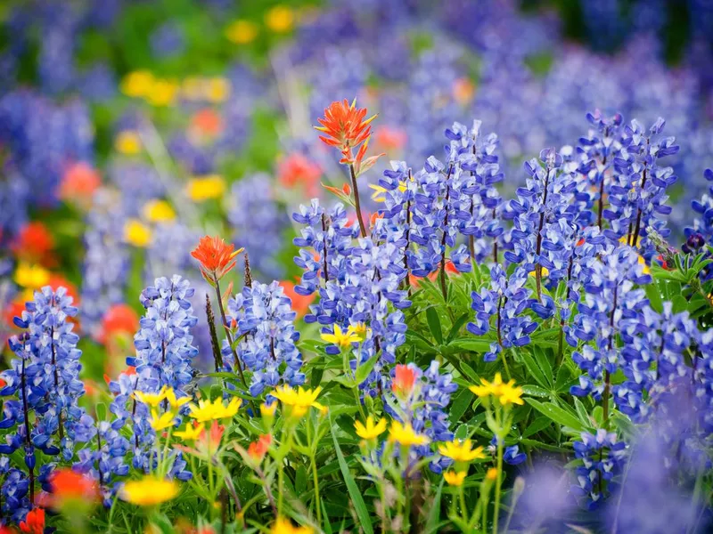 Heliotrope Ridge Wildflowers