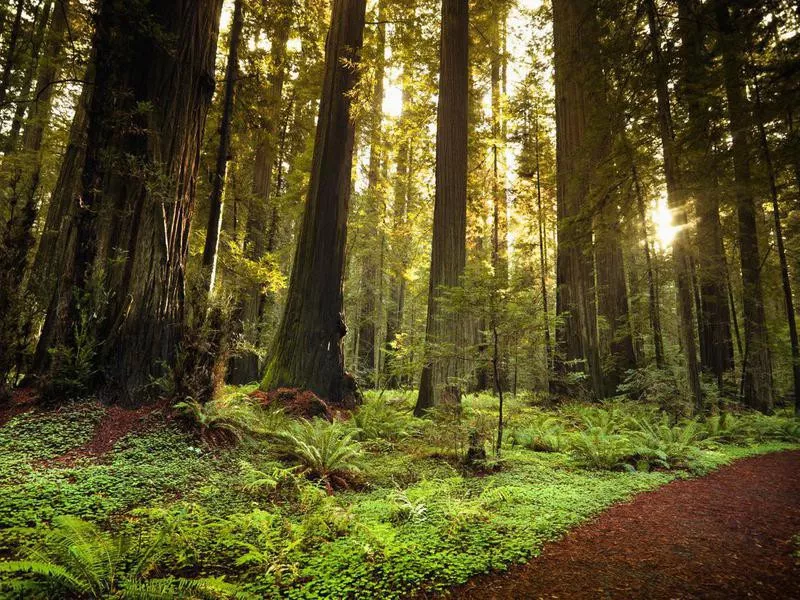 Humboldt Redwoods State Park