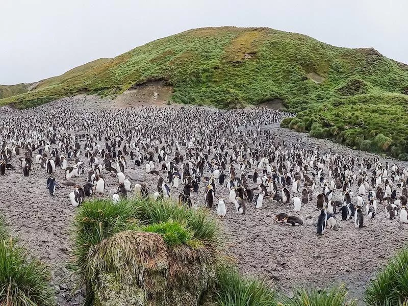 Macquarie Island