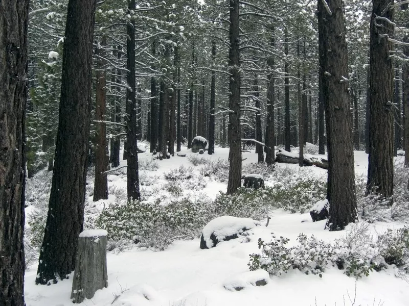 Forest Fresh Snow