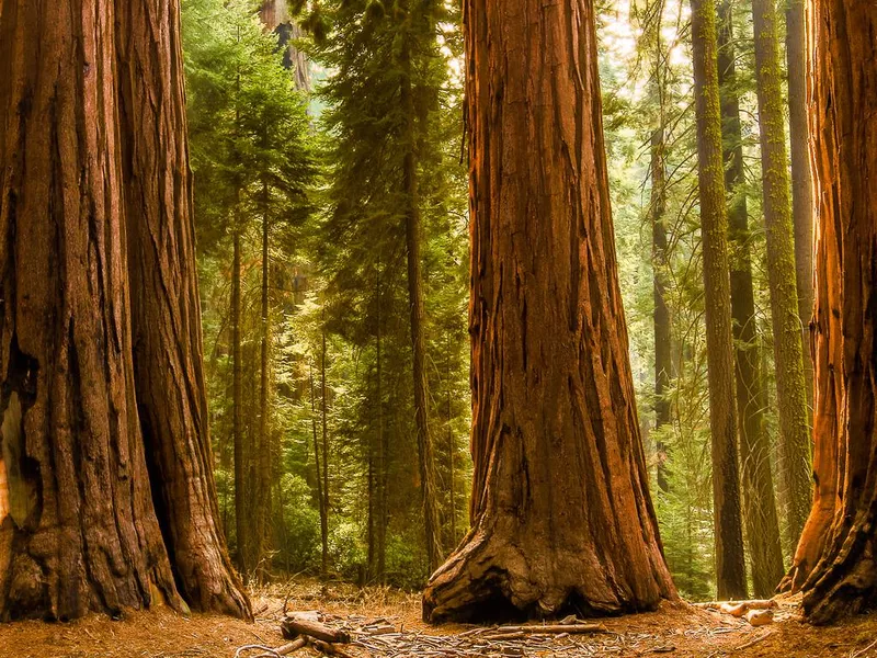 Giant redwood trees