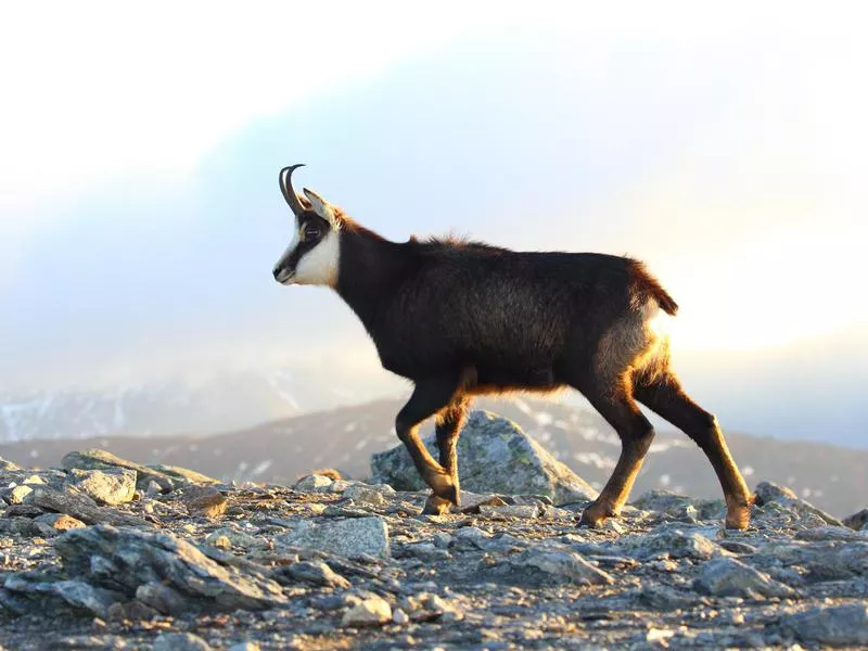 Chamois on a mountain