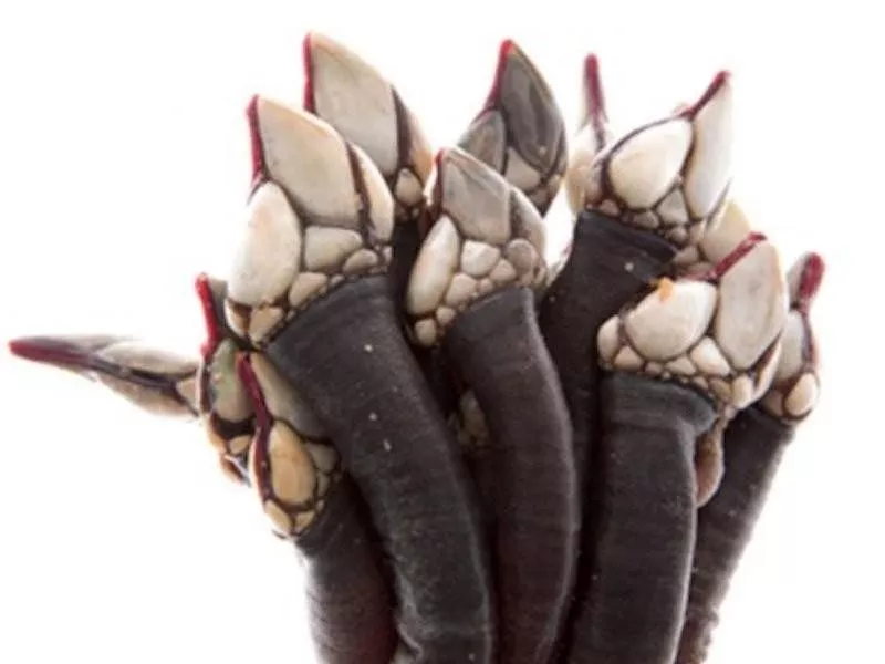 Gooseneck Barnacles