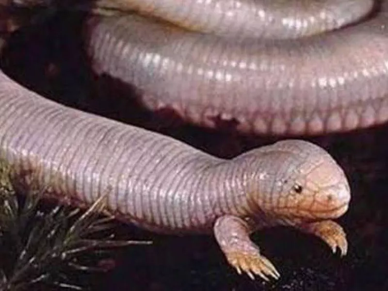 Mexican mole lizard closeup