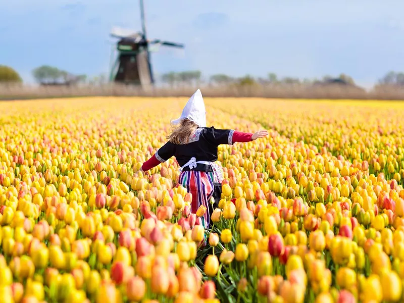 Child in tulip flower field. Windmill in Holland.