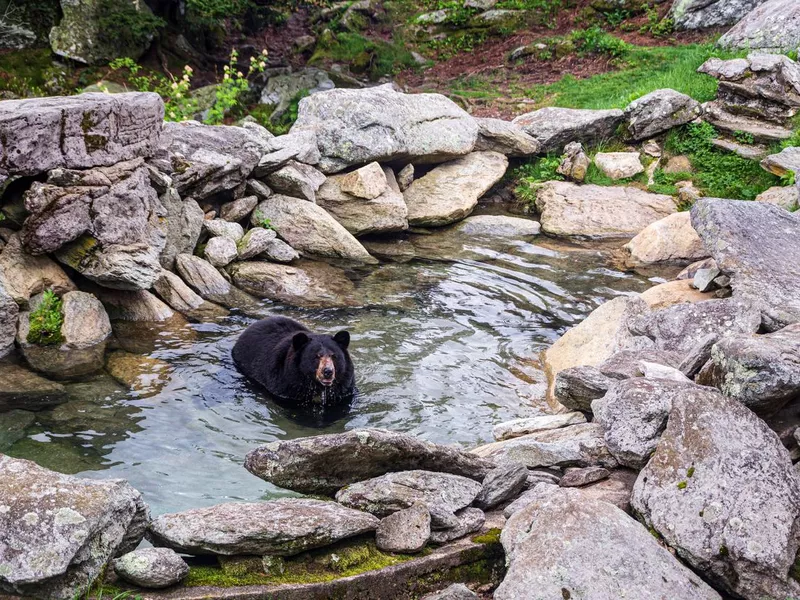 Black bear in North carolina