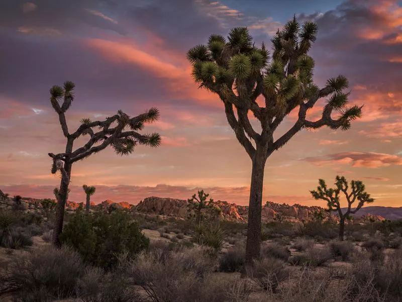 Joshua Tree at sunset