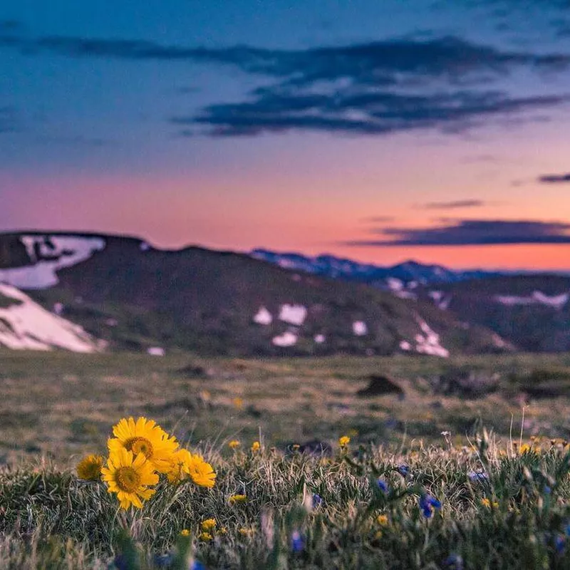 Flowers and maintain at sunset