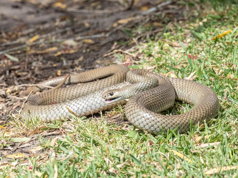 Eastern Brown snake