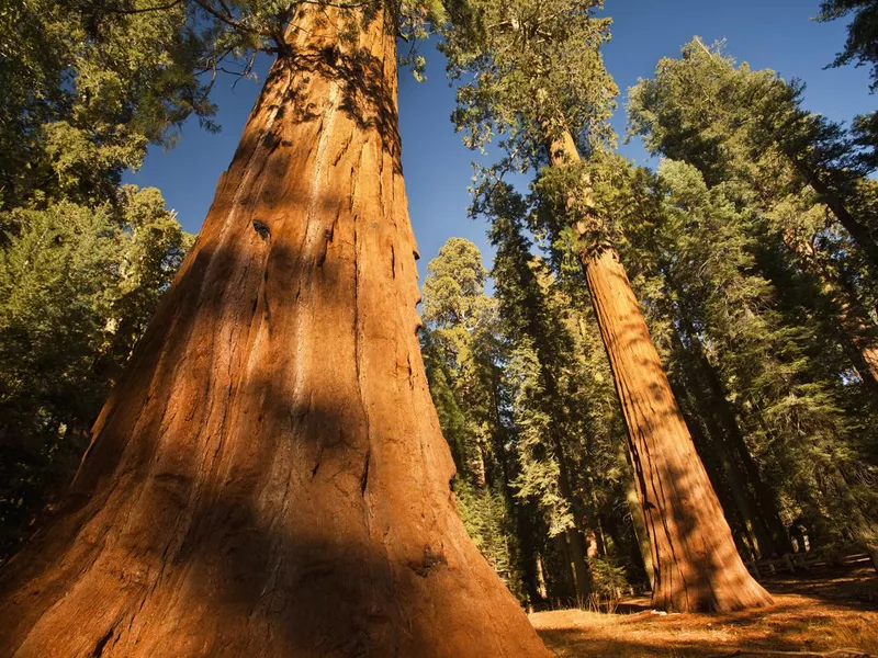 General Grant Grove Sequoia National Park