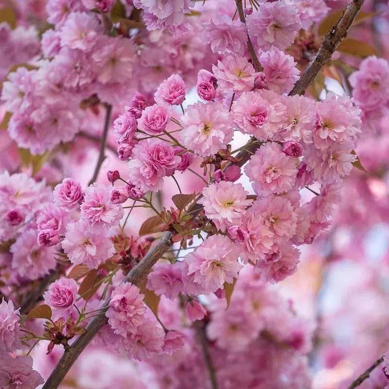 Kanzan tree in Seattle, Washington