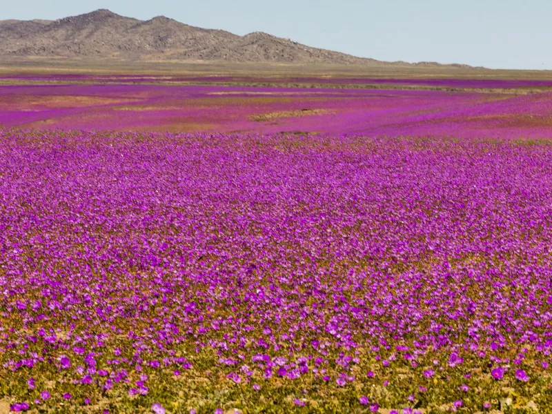 A rare phenomenon, flowers fields inside Atacama Desert