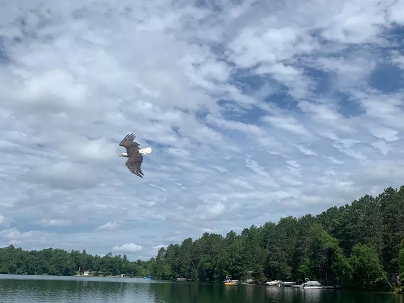 Bald Eagle at Crosslake, Minnesota