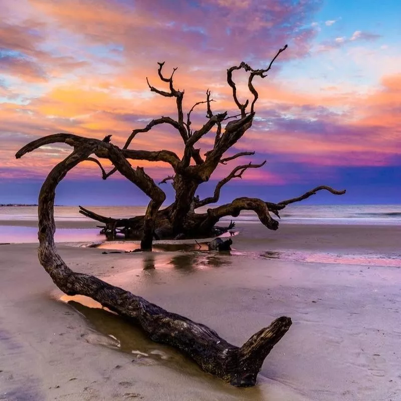 Driftwood Beach