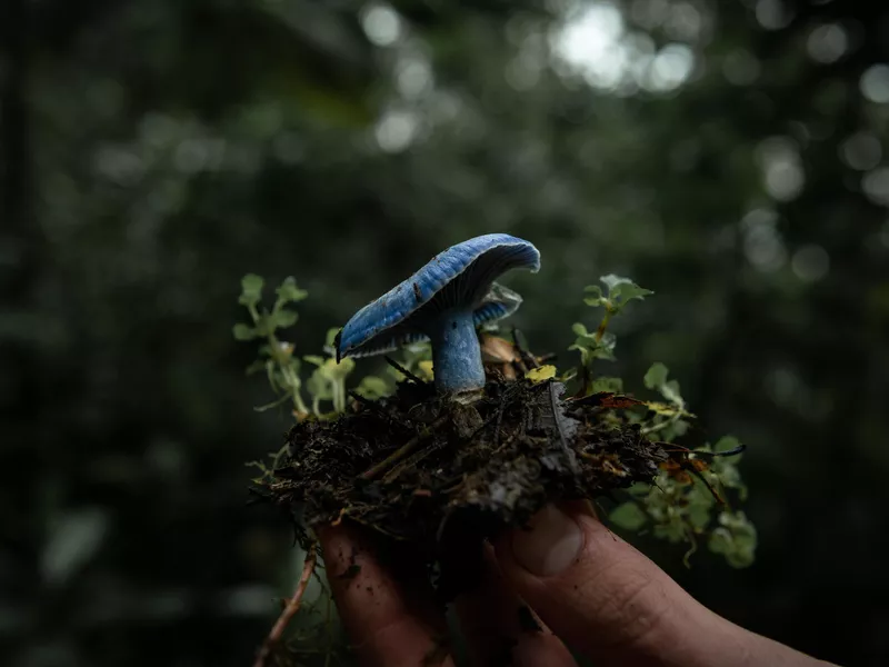 Blue lactifluus indigo fungus