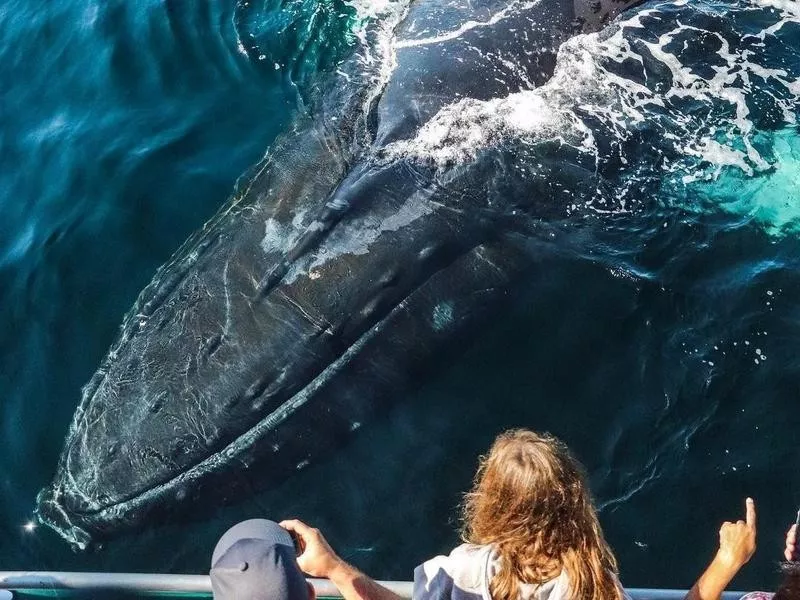 Group Sees Humpback Whale in Gloucester