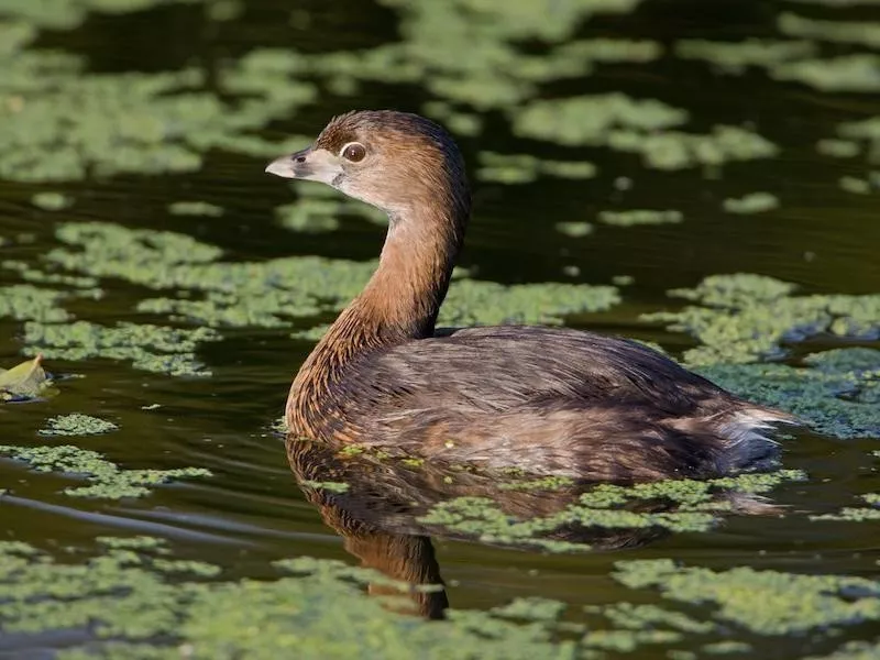 Pied-billed Grebe