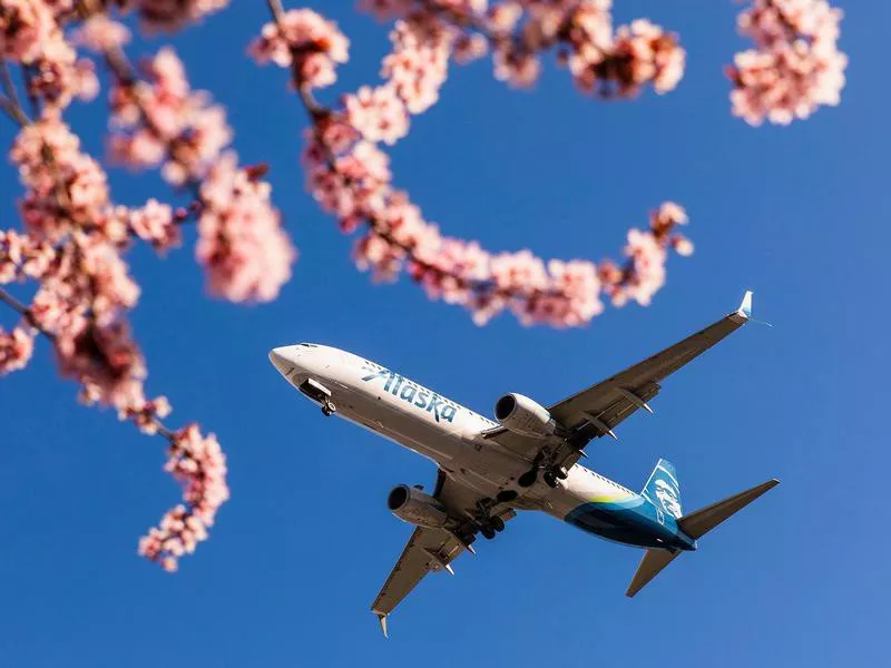 Alaska aircraft with cherry blossoms