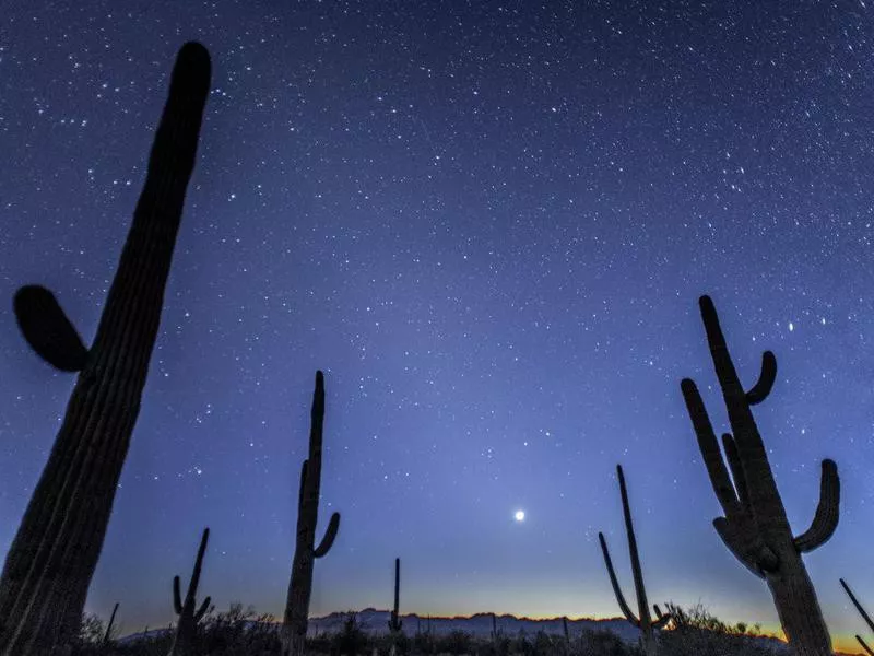 Saguaro silhouette