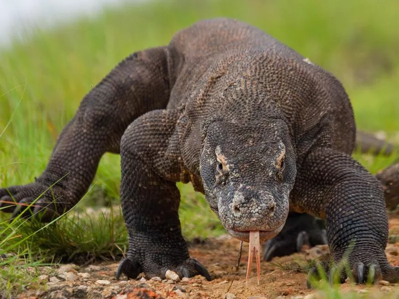 Komodo Dragon