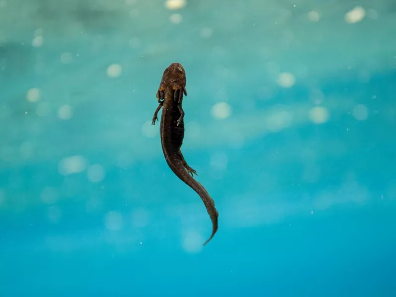 Mazama newt at Crater Lake