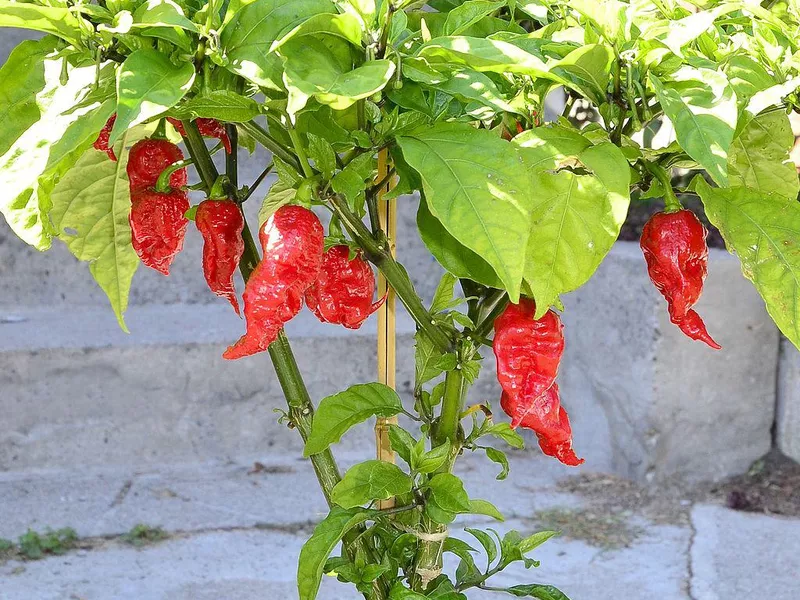 Carolina Reaper pepper