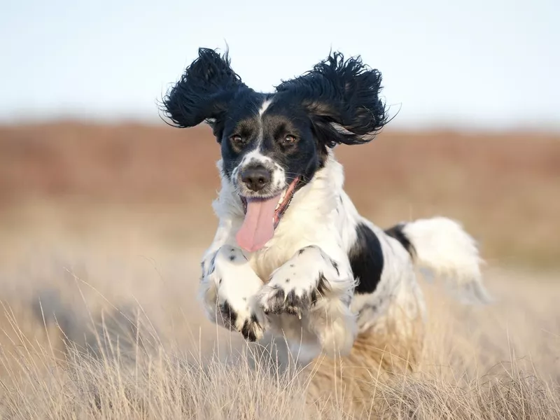 Cocker spaniel running