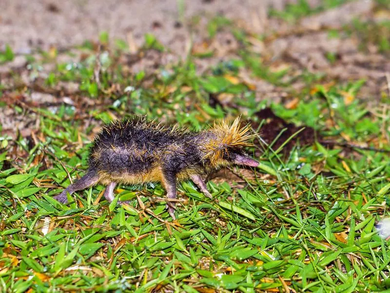 Tenrec walking on grass