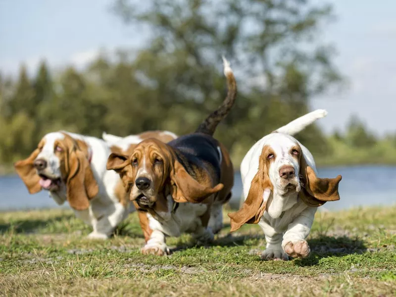 Three Basset hounds on the move