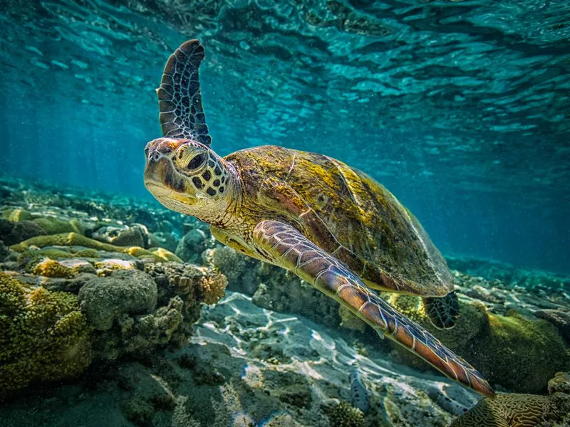 Green turtle in the Great Barrier Reef