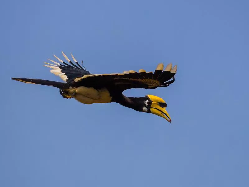 Oriental Pied Hornbill