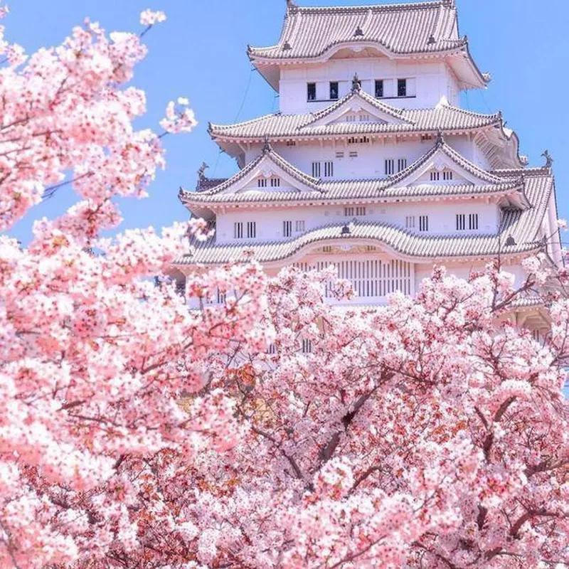 Cherry blossoms in Kyoto