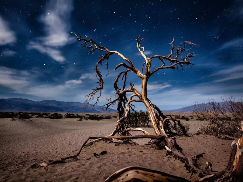 Mesquite Tree At Night