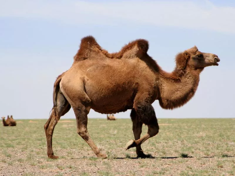 Bactrian Camel