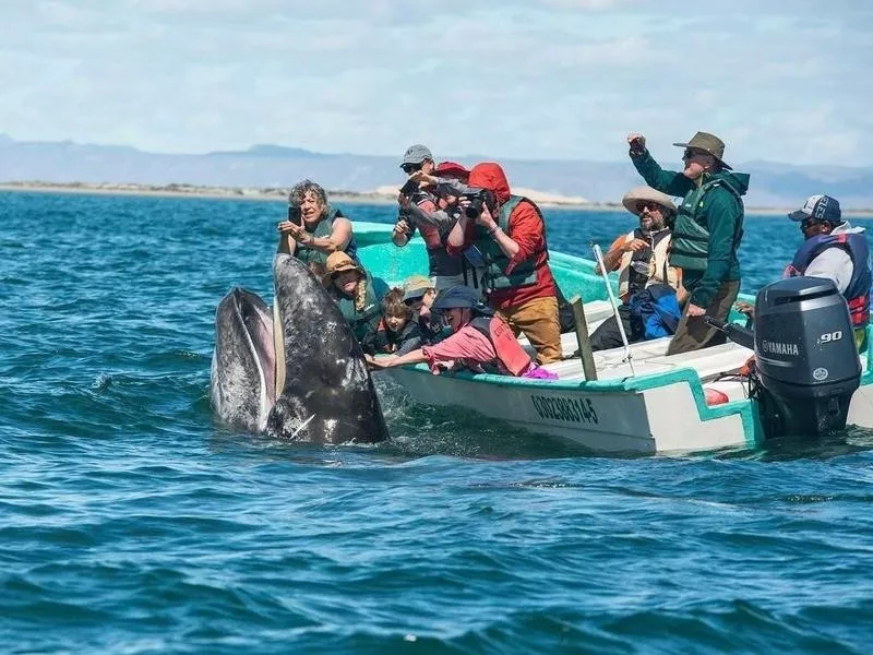 Whale Watching Group San Ignacio, Mexico