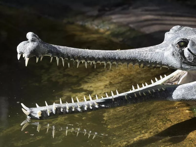 Gharial