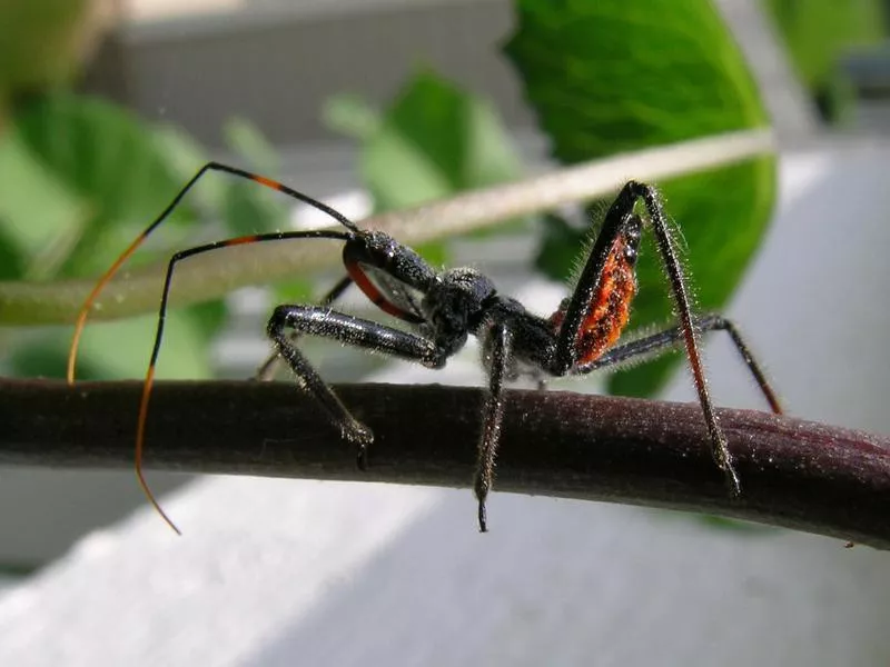 Assassin bug