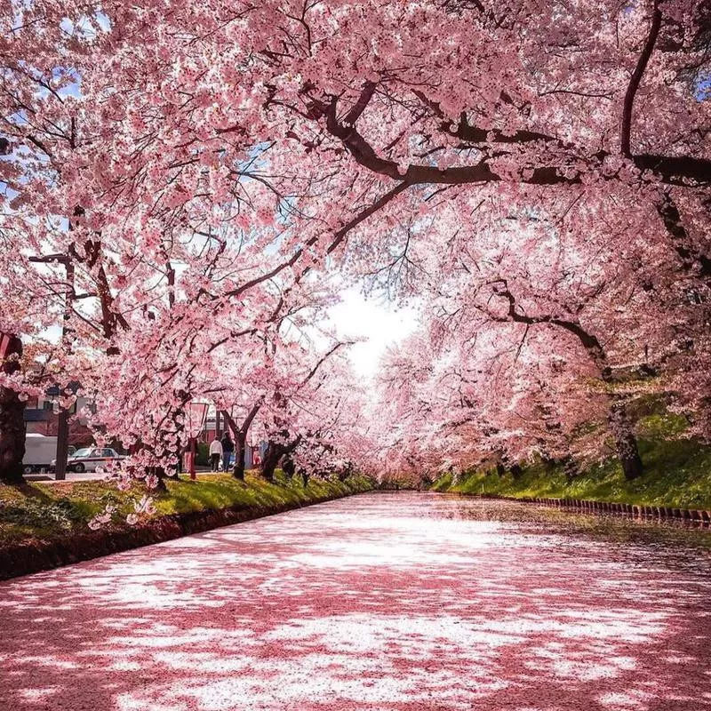 Cherry blossoms in Kyoto