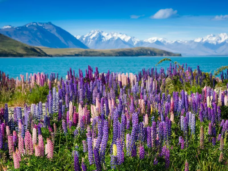 Majestic mountain lake with lupins blooming