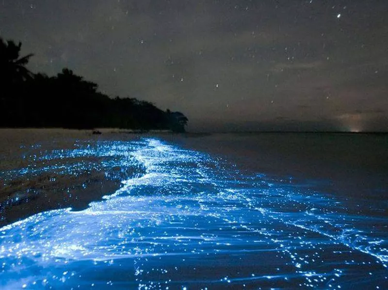 Bioluminescent bay in Puerto Rico