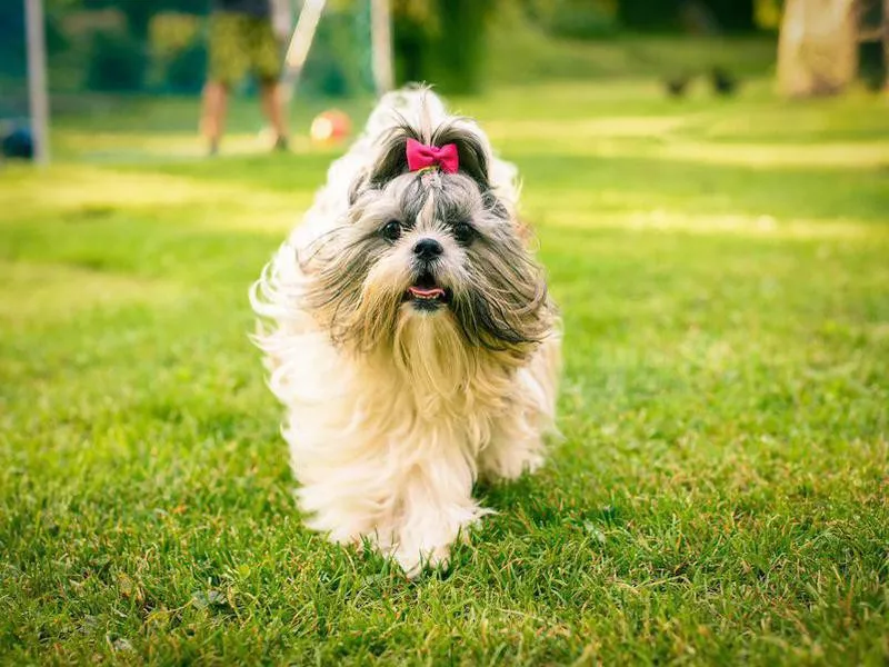 Shih Tzu