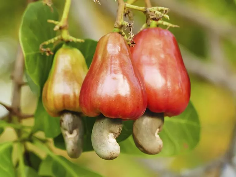 Raw cashews