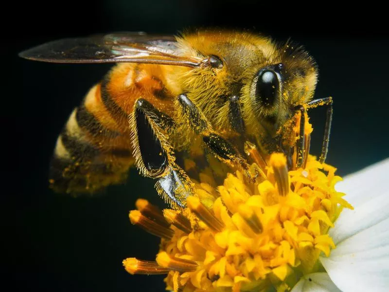 Bee on flower