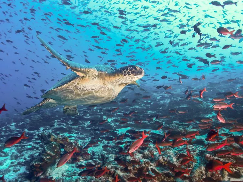 Galápagos Islands