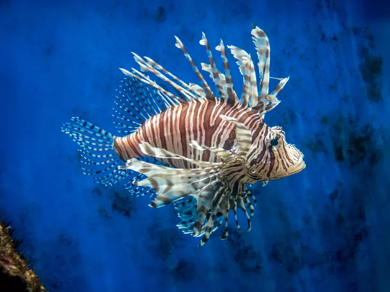 Lion fish