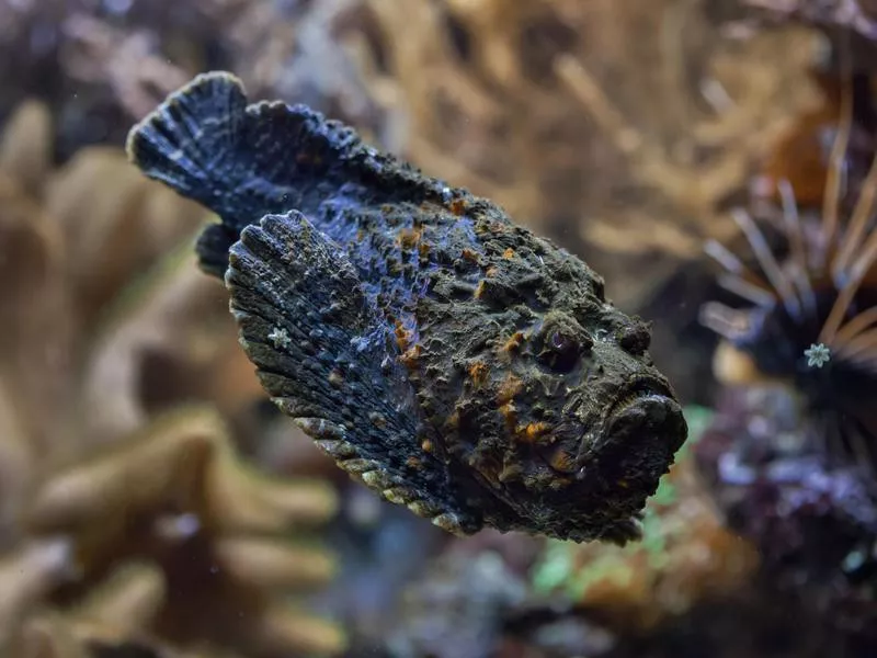 Stonefish