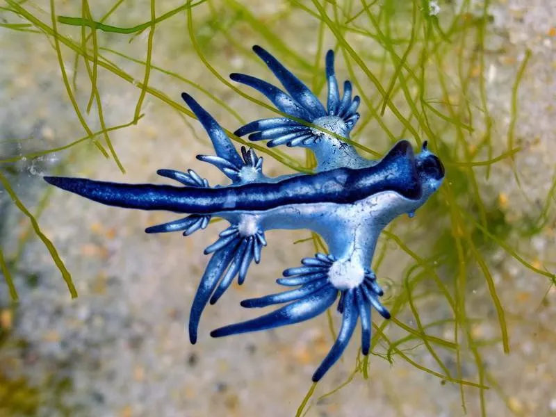 Glaucus sea slug