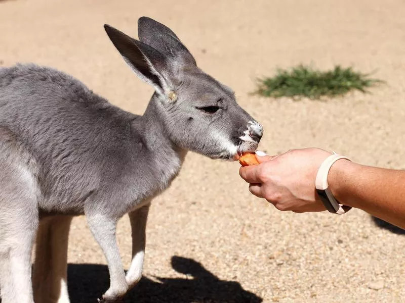 Kangaroos