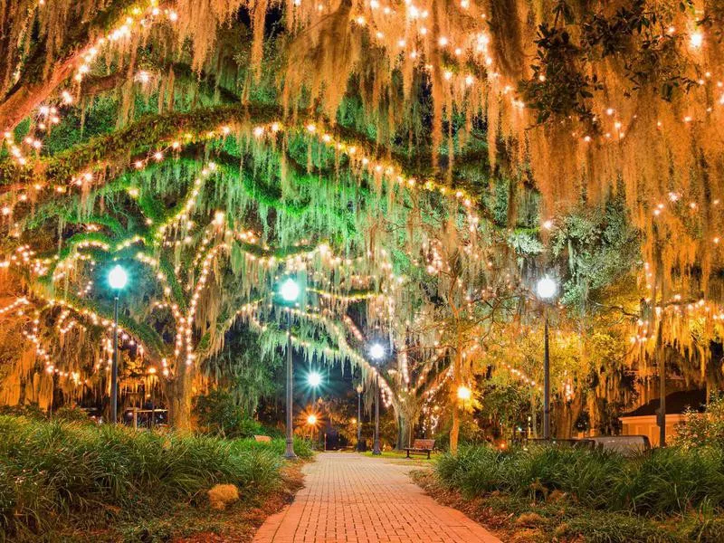 cyprus trees in tallahassee