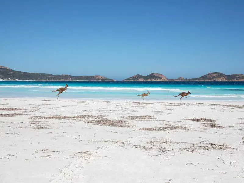 Kangaroos in Lucky Bay, Australia